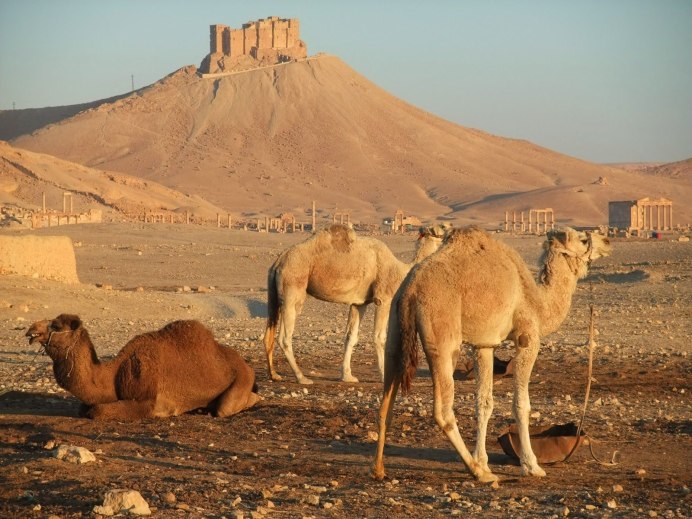 Верблюды в Ливии