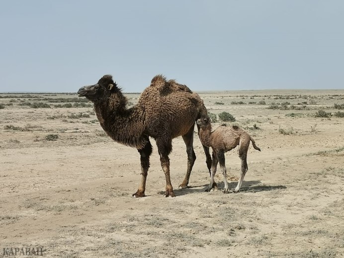 Животные Бахрейна