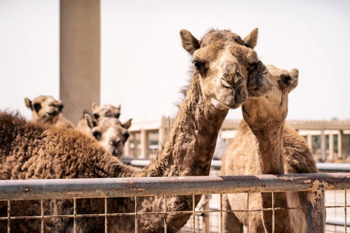 Зоопарк в Бахрейне