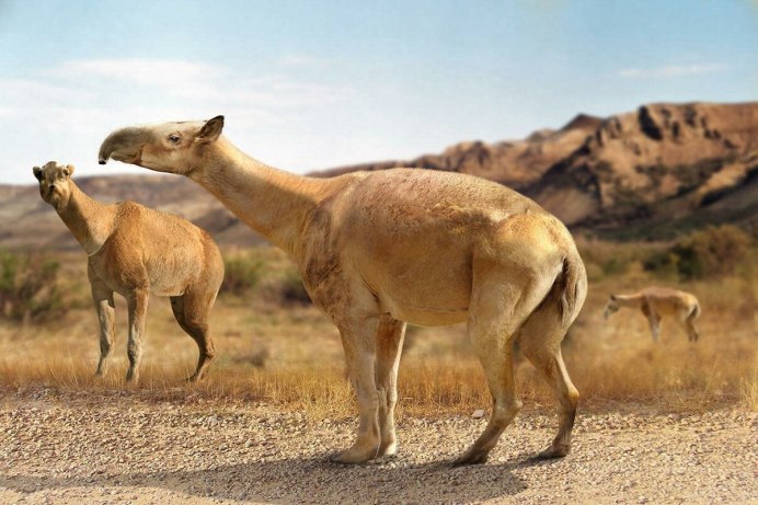 Макраухения Дарвина