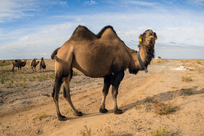Караван бедуинов в пустыне