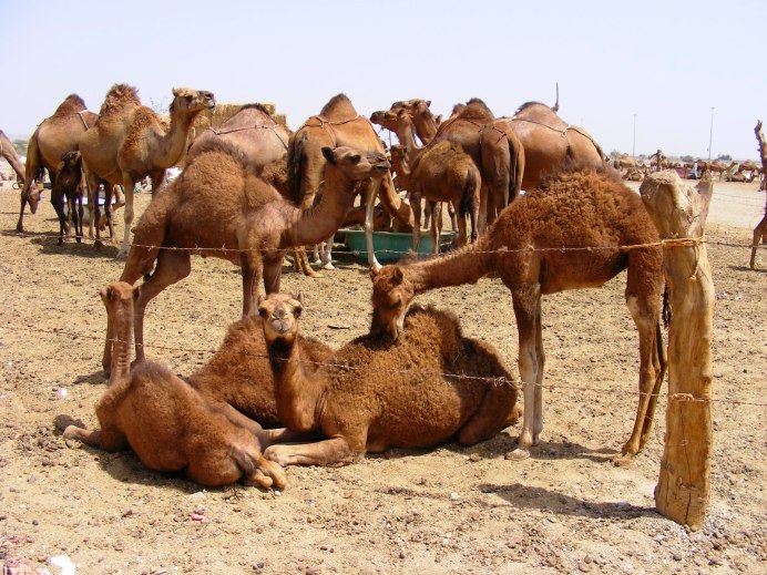 Двугорбый верблюд бактриан