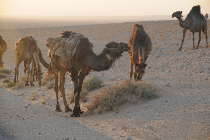 Сирийский верблюд ледникового периода
