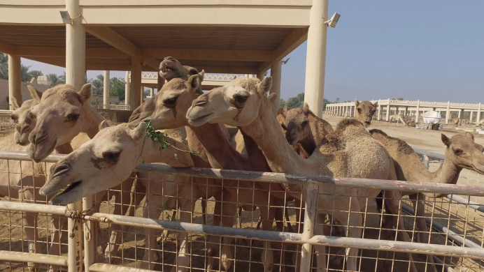 Верблюжья ферма (Royal Camel Farm)