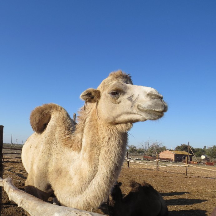 Верблюды в Забайкалье