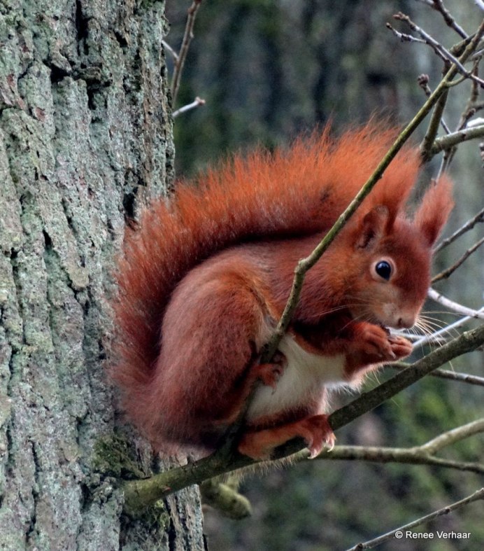 Милая Белочка