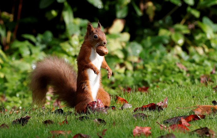 Оранжевая белка