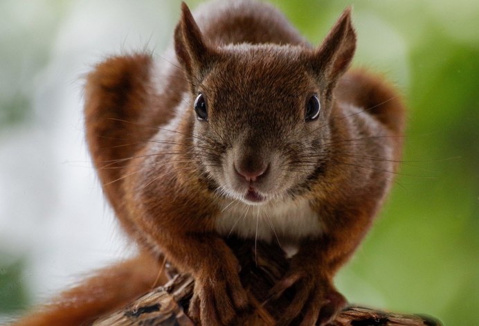 Среднерусская белка, (Векша)