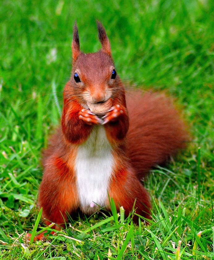 Белка Коллье