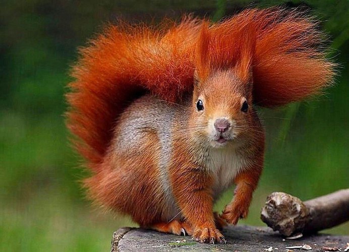 Обыкновенная рыжая белка