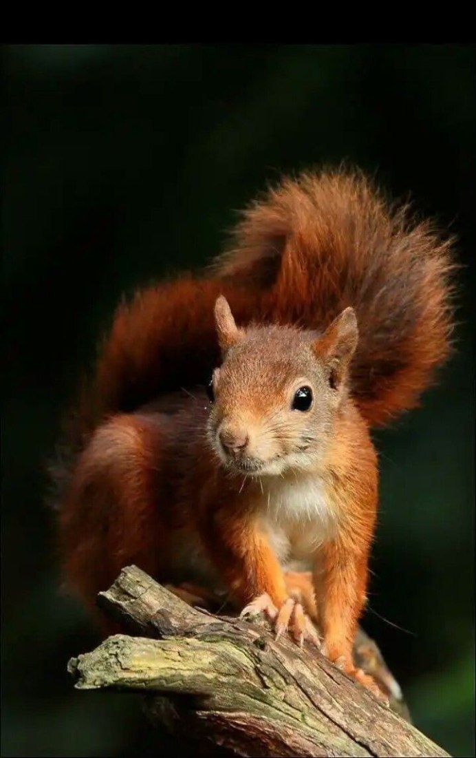 Пушистые Грызуны