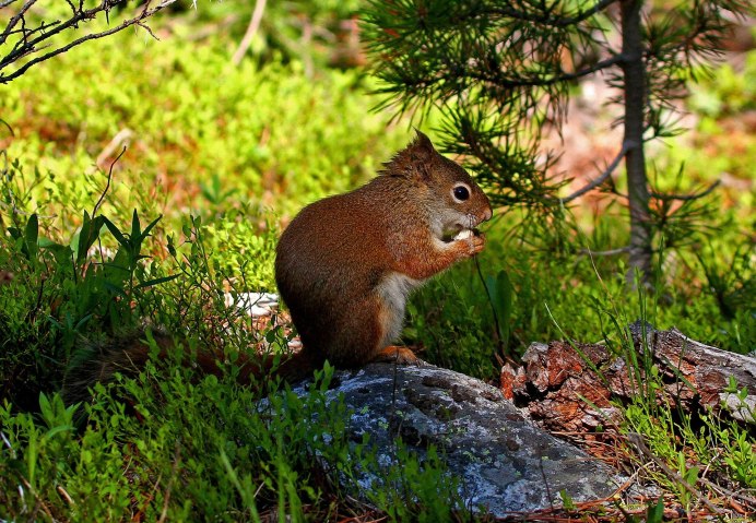 Байкальский красная белка