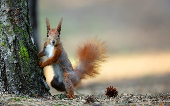 Красные белки