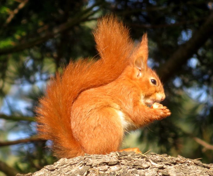 Аризонская белка