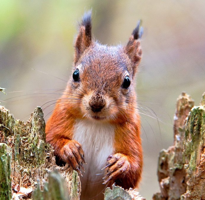 Рыжие белки