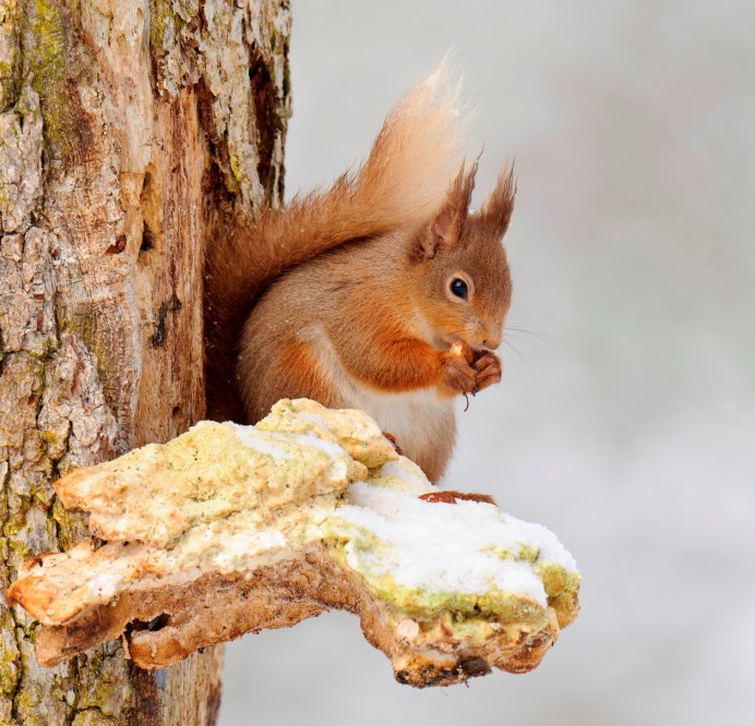 Амазонская красная белка