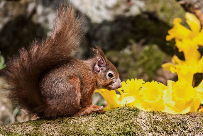 Красная белка Северной Америки