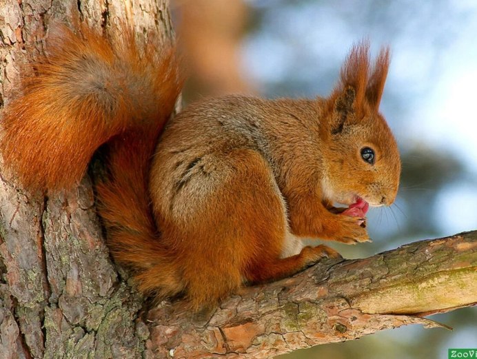 Белочка картинка