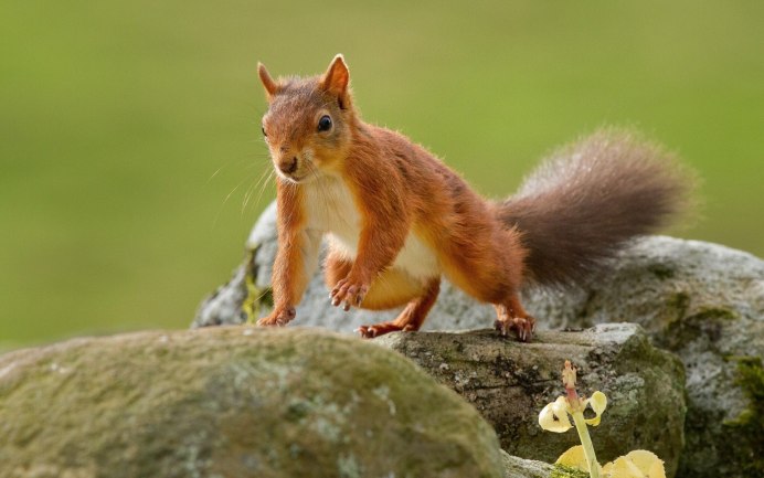 Обыкновенная белка