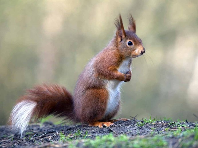 Белка Векша