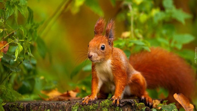 Обыкновенная белка с бельчатами