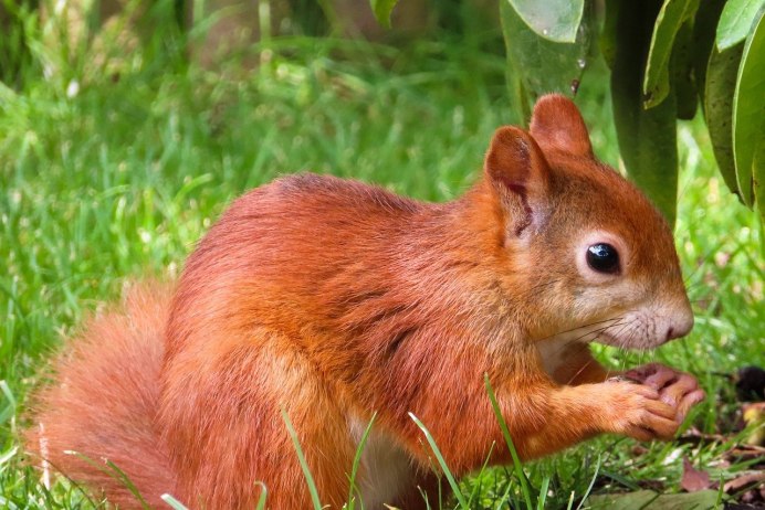 Белка в Канаде