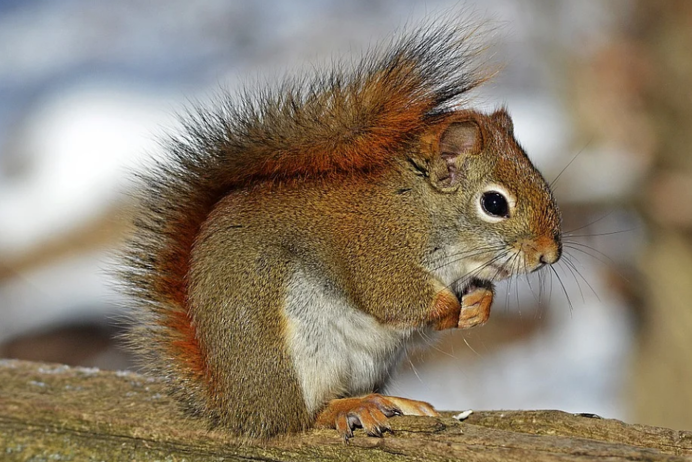 Американская красная белка