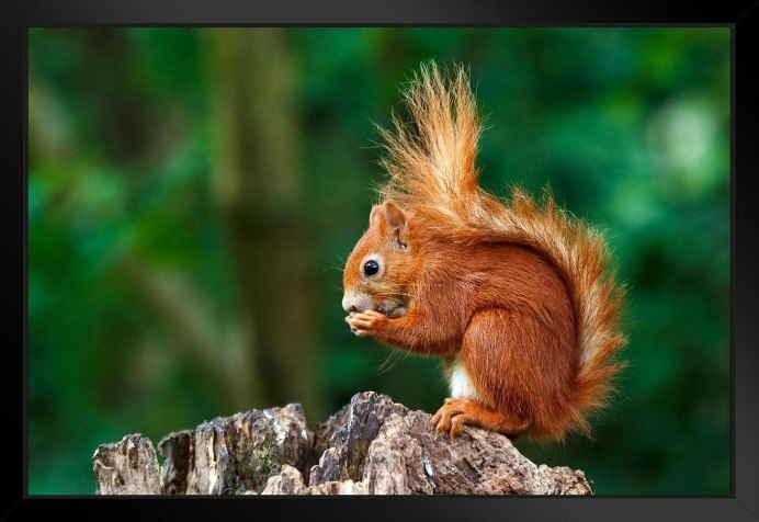 Забавные животные обои