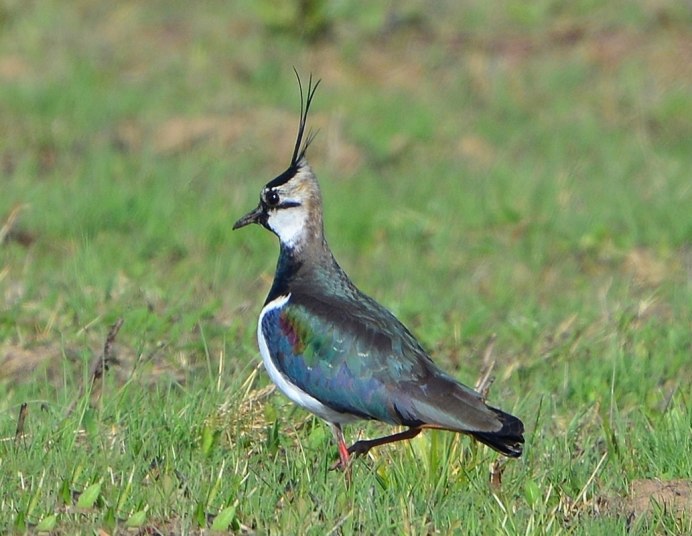 Чибис Vanellus Vanellus