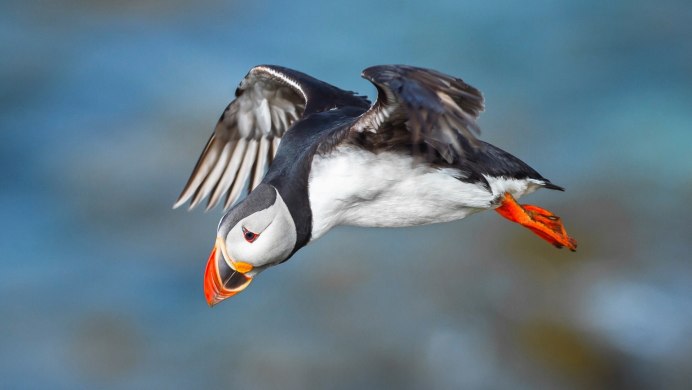 Atlantic Puffin птица