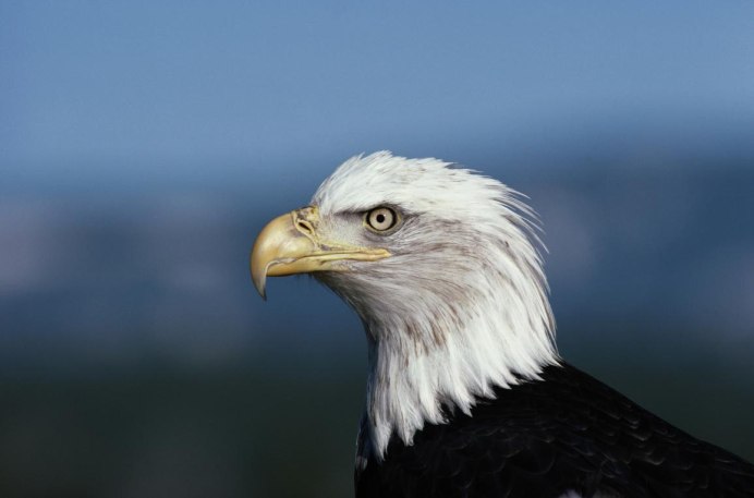 Reebok logo 2020