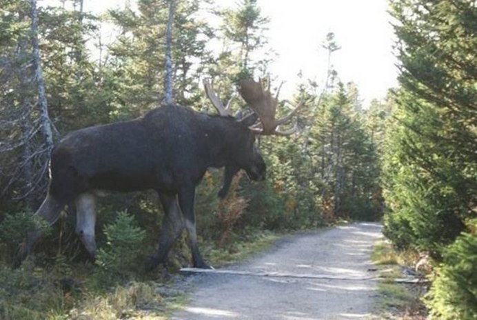 Гигантский Лось