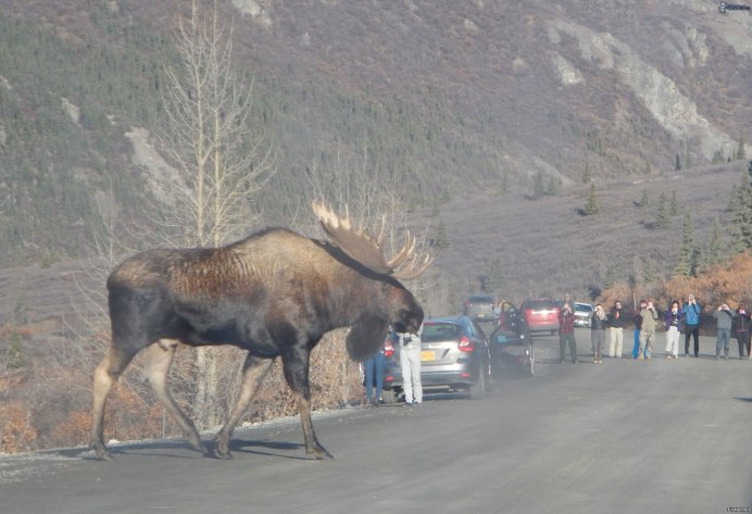 Elk Moose разница