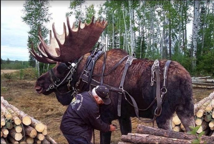 Большие лоси