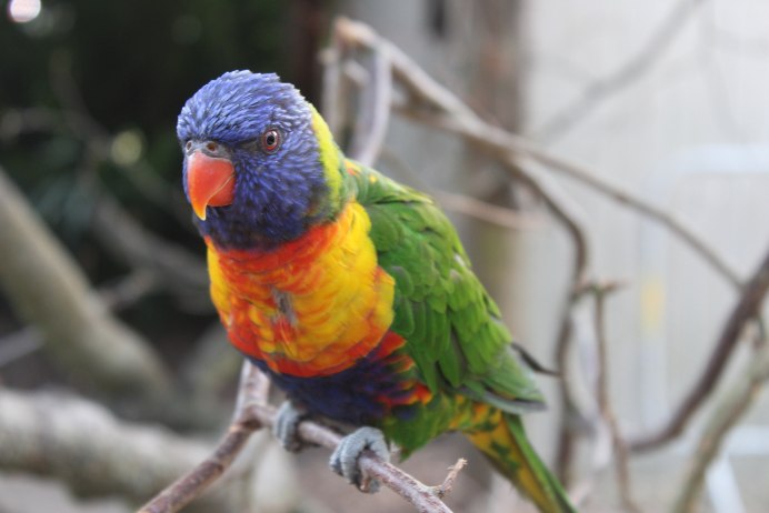 Perico
