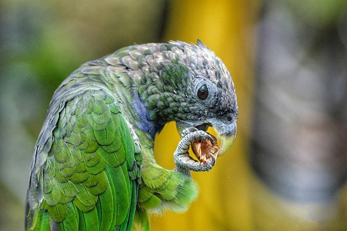 Королевский попугай самка