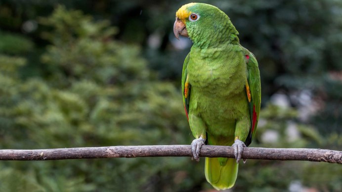 Parrot Macaw Hybrid