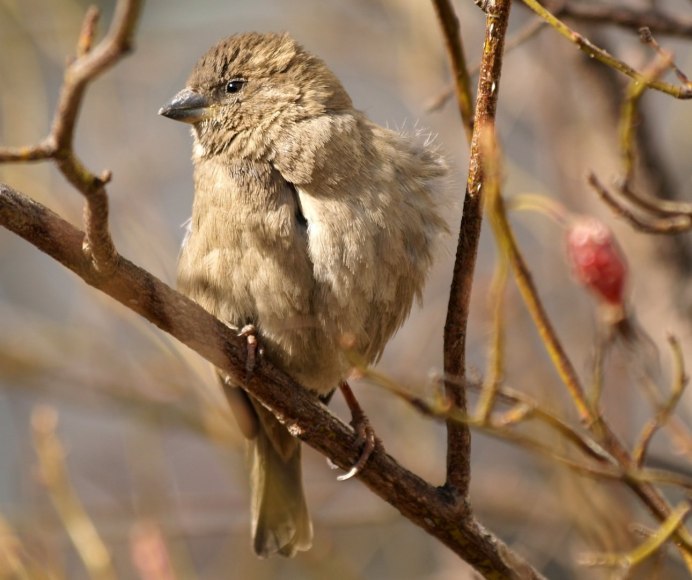 Стайка птиц