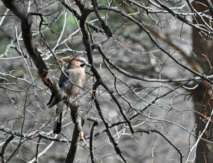 Гнездо птицы на ветке