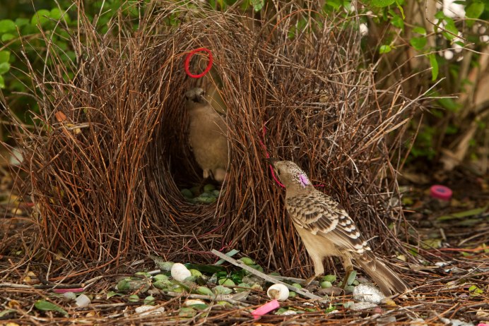 Шалашник птица