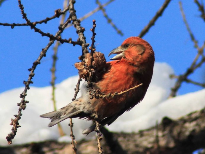 Свиристели прилетели