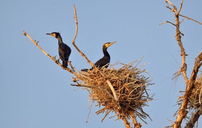 Нургуш светлая птица