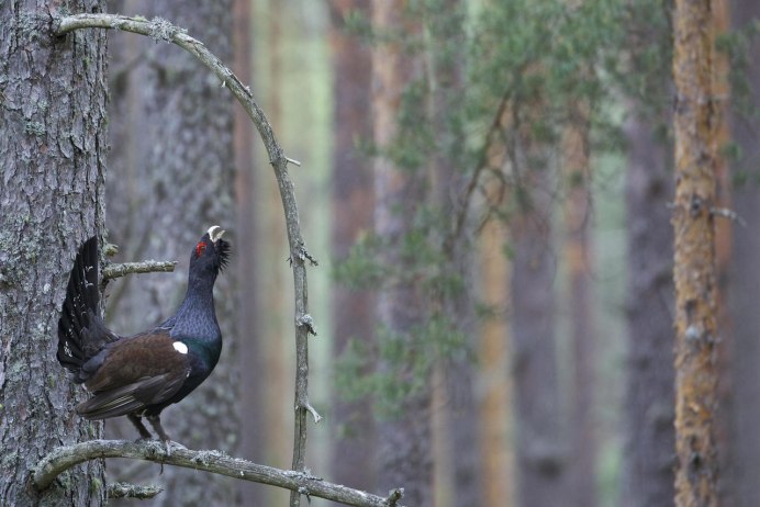 Большой пестрый дятел птенец