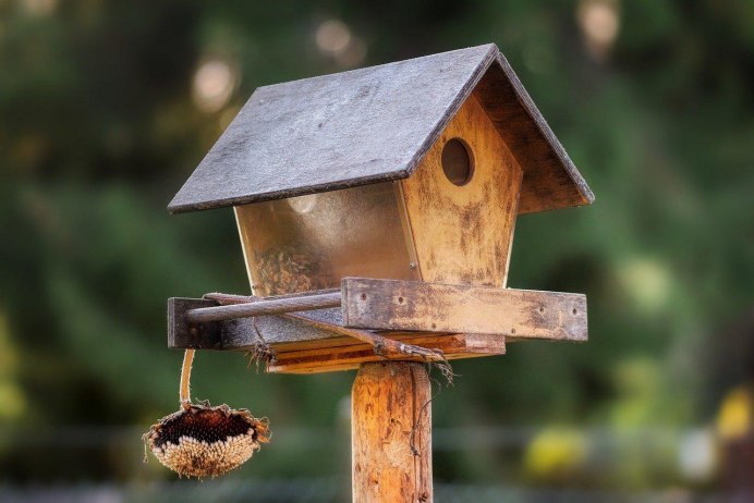 Стюарта овсянка птица