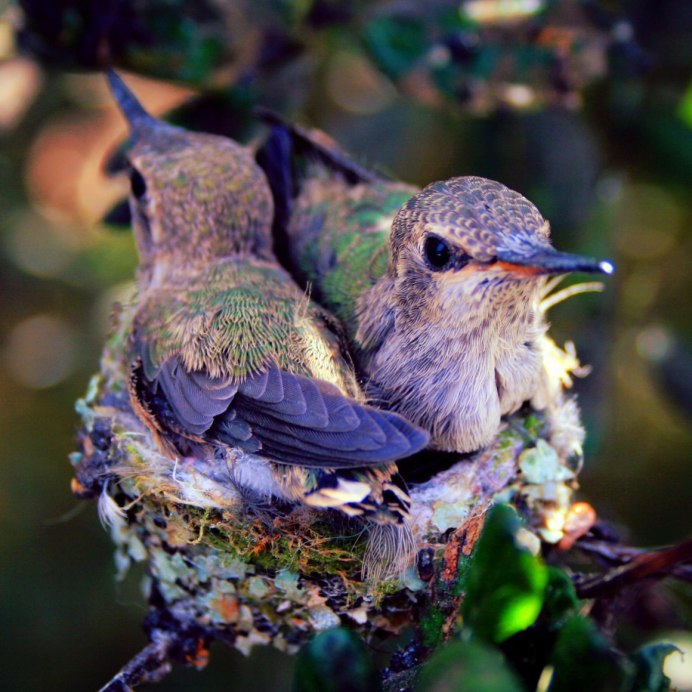 Городские птицы