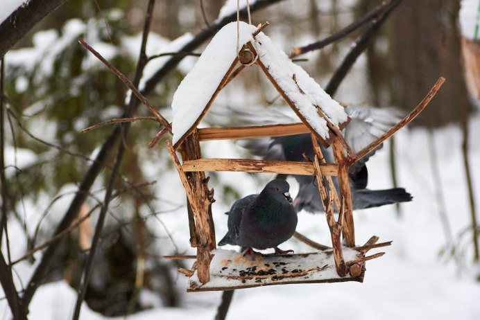 Ареал полярной Совы