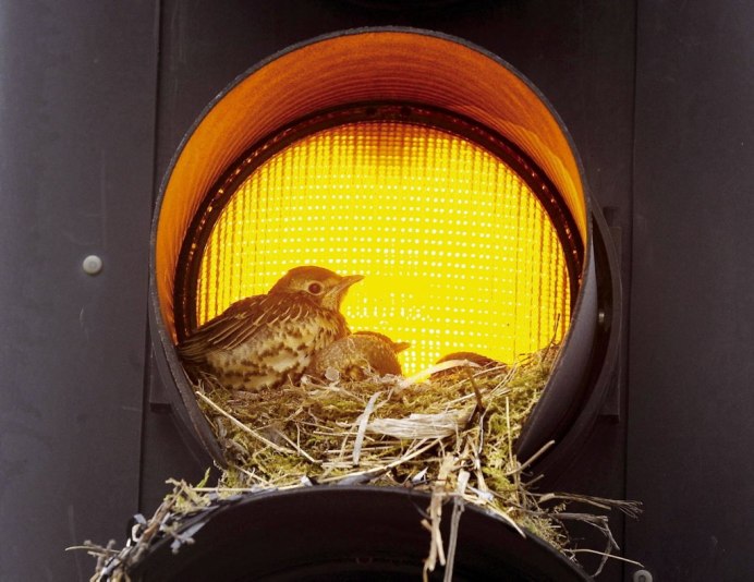 Гнезда птиц в необычных местах