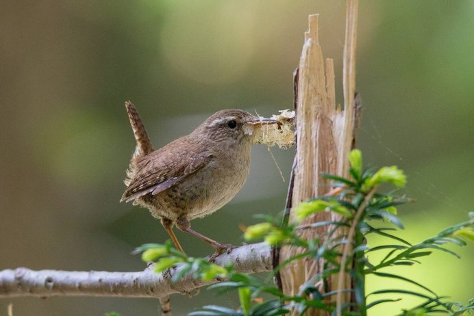 Воробьиное гнездо птицы