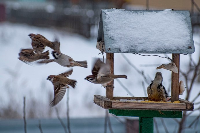 Воробей в кормушке