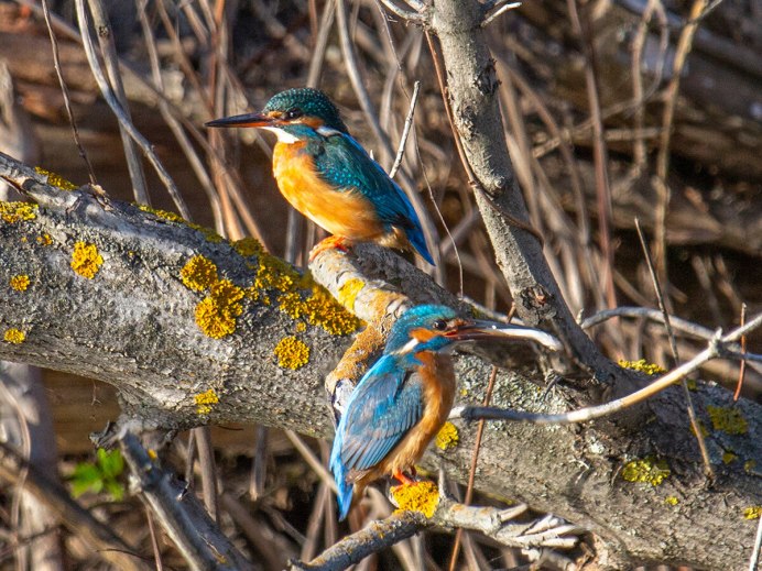 Зяблик зеленушка птенец
